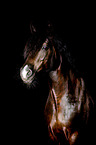 Welsh-D Portrait