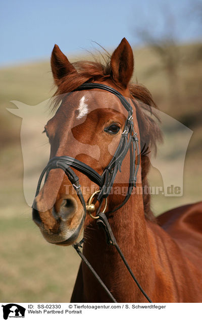 Welsh Partbred Portrait / Welsh Partbred Portrait / SS-02330