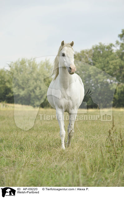 Welsh-Partbred / Welsh-Partbred / AP-09220
