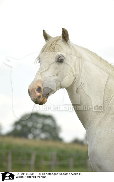 Welsh-Partbred Portrait / AP-09231
