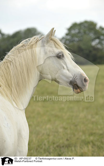 Welsh-Partbred Portrait / Welsh-Partbred Portrait / AP-09237