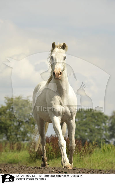 trotting Welsh-Partbred / AP-09243
