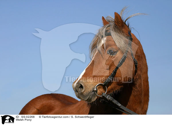 Welsh Pony / SS-02268