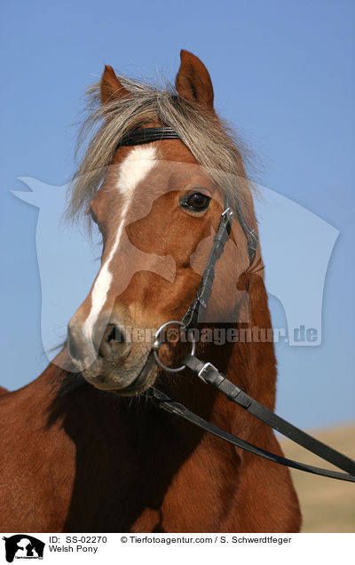 Welsh Pony / Welsh Pony / SS-02270