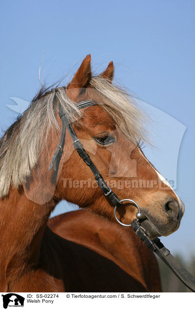 Welsh Pony / SS-02274
