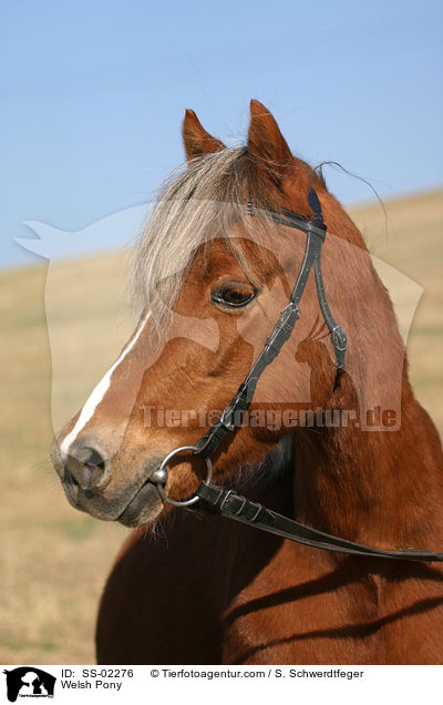 Welsh Pony / Welsh Pony / SS-02276
