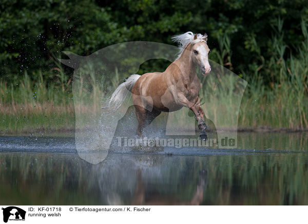 rennendes Welsh-Pony / running welsh / KF-01718