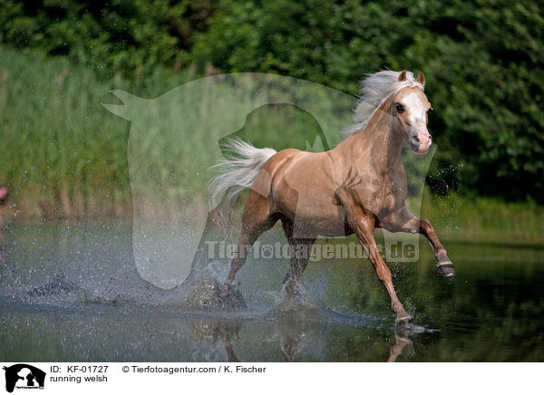 rennendes Welsh-Pony / running welsh / KF-01727