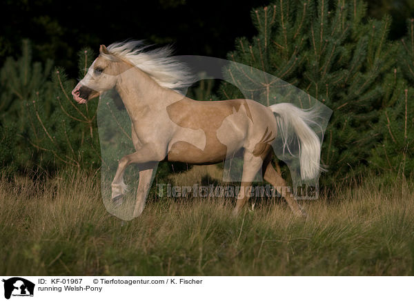 running Welsh-Pony / KF-01967