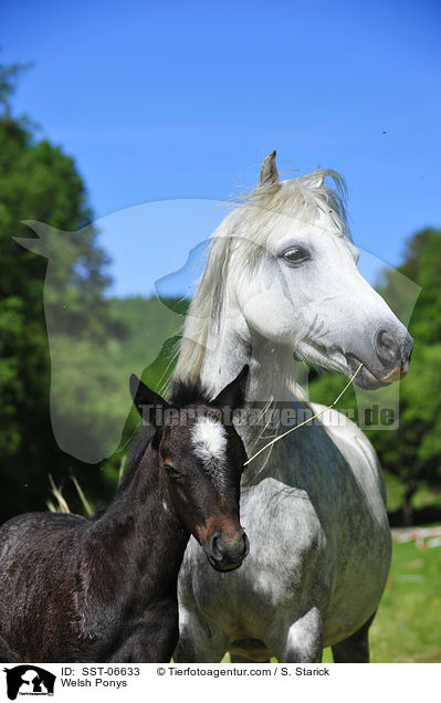 Welsh Ponys / SST-06633