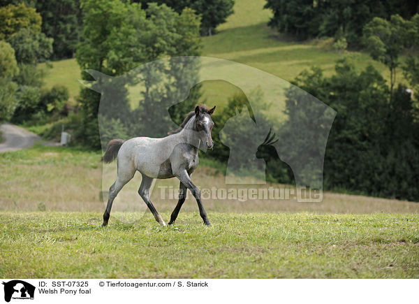 Welsh Pony foal / SST-07325