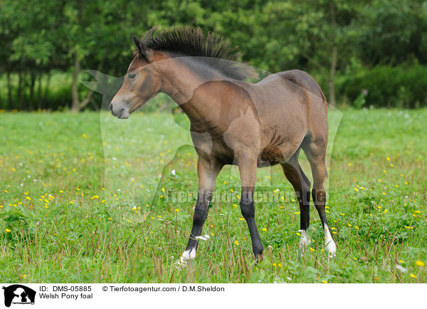 Welsh Pony foal / DMS-05885