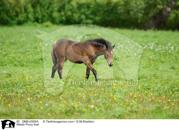Welsh Pony foal / DMS-05893