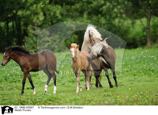 Welsh Ponies / Welsh Ponies / DMS-05897