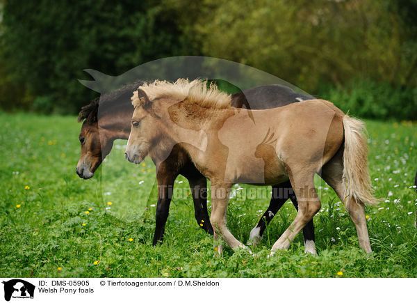 Welsh Pony foals / DMS-05905