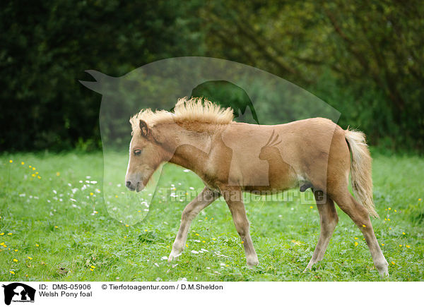 Welsh Pony foal / DMS-05906