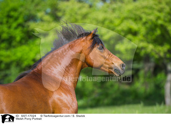 Welsh Pony Portrait / SST-17024