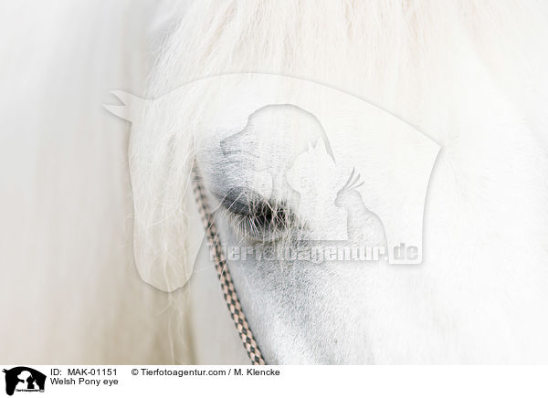 Welsh Pony eye / MAK-01151
