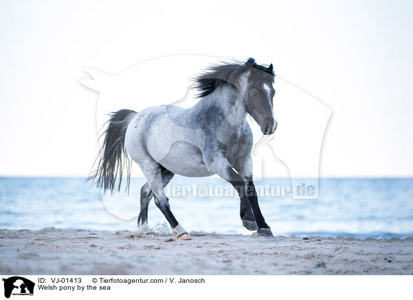 Welsh pony by the sea / VJ-01413