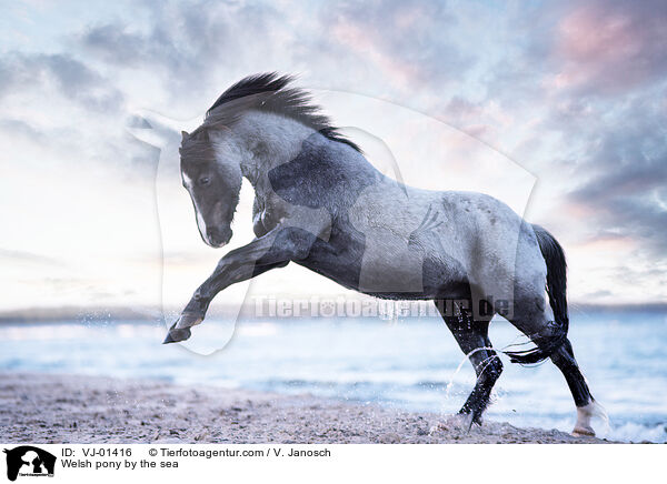 Welsh pony by the sea / VJ-01416