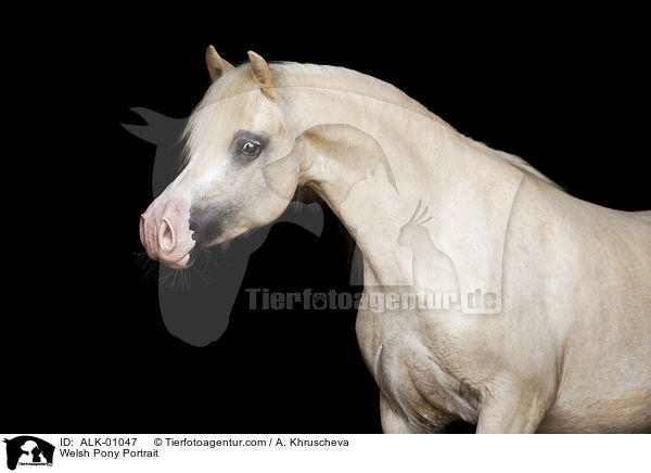 Welsh Pony Portrait / ALK-01047