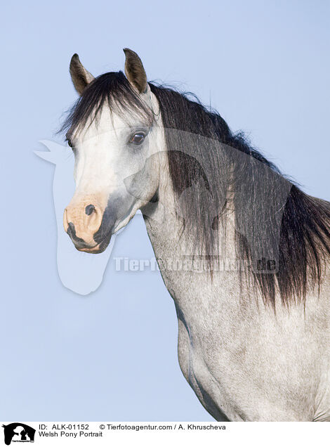 Welsh Pony Portrait / ALK-01152
