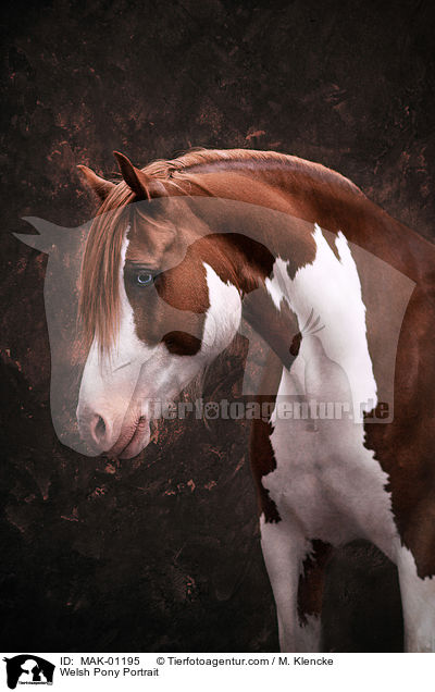 Welsh Pony Portrait / MAK-01195