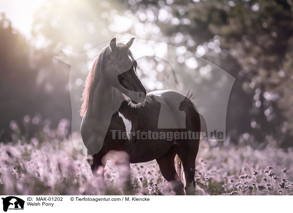 Welsh Pony / MAK-01202
