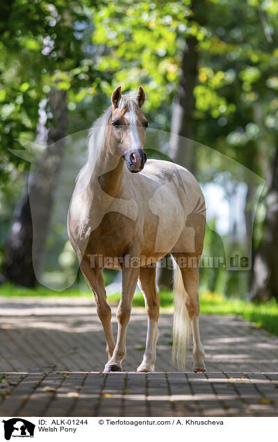 Welsh Pony / ALK-01244