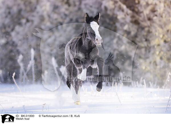 Welsh foal / BK-01890