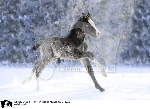 Welsh foal / BK-01891
