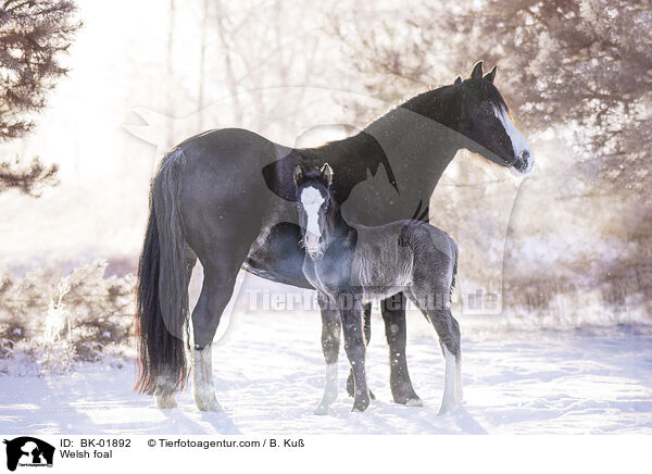 Welsh foal / BK-01892