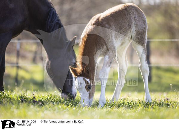 Welsh Fohlen / Welsh foal / BK-01909