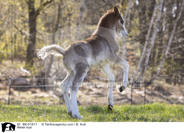 Welsh Fohlen / Welsh foal / BK-01911