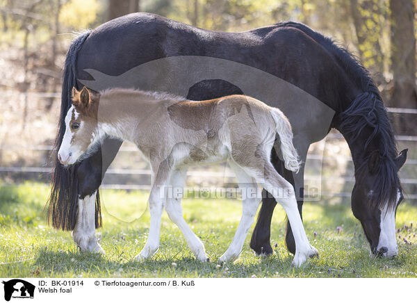 Welsh foal / BK-01914