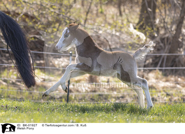 Welsh Pony / BK-01927