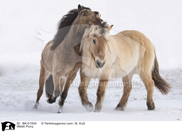 Welsh Pony / BK-01934