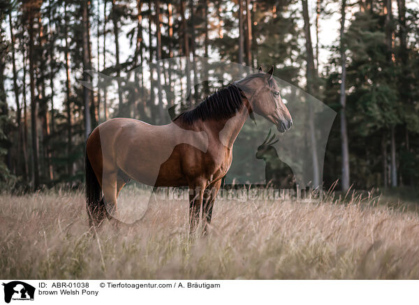 braunes Welsh Pony / brown Welsh Pony / ABR-01038