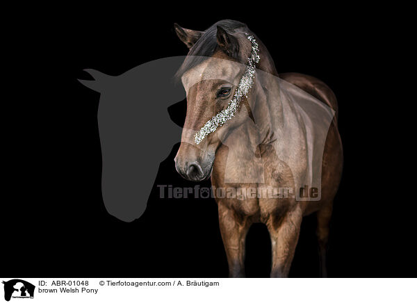 brown Welsh Pony / ABR-01048