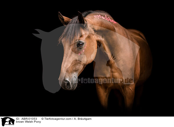 brown Welsh Pony / ABR-01053