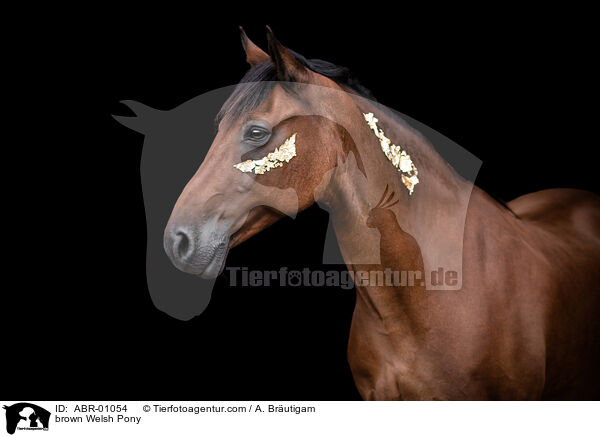 braunes Welsh Pony / brown Welsh Pony / ABR-01054