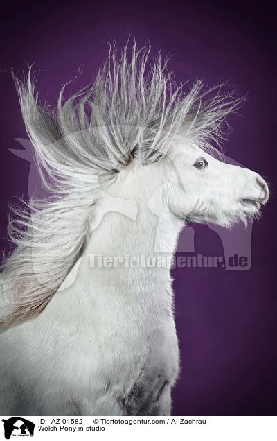 Welsh Pony in studio / AZ-01582