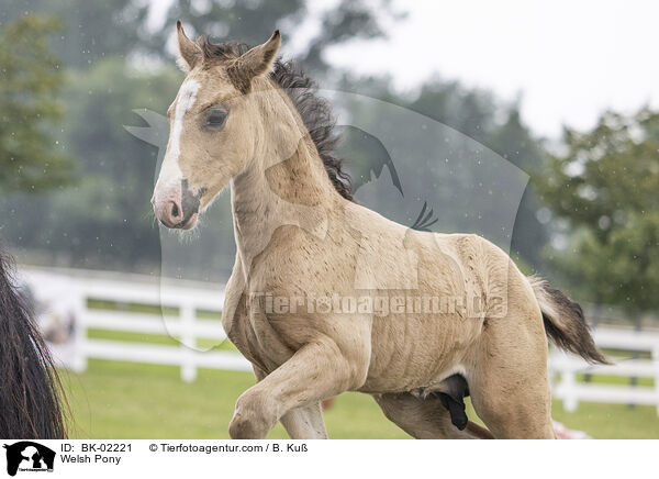 Welsh Pony / Welsh Pony / BK-02221