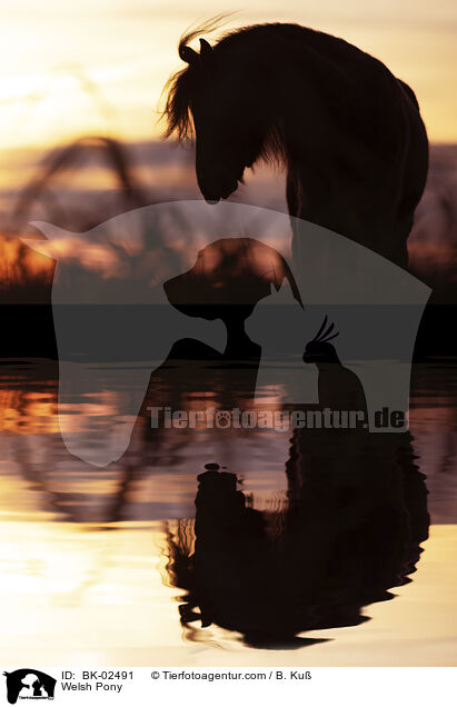 Welsh Pony / Welsh Pony / BK-02491