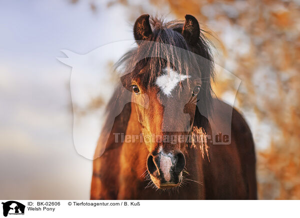 Welsh Pony / BK-02606