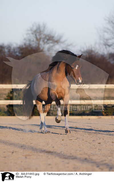 Welsh Pony / AA-01443.jpg