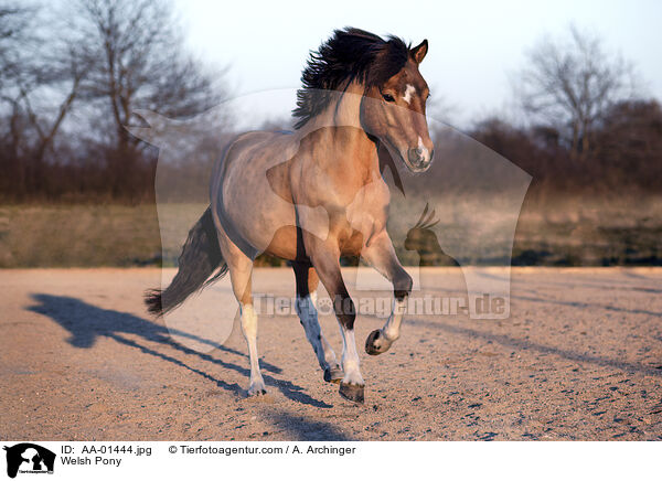 Welsh Pony / AA-01444.jpg