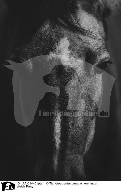 Welsh Pony / AA-01445.jpg