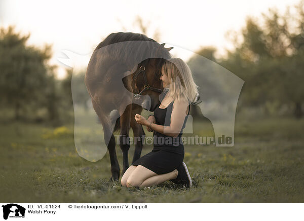 Welshpony / Welsh Pony / VL-01524