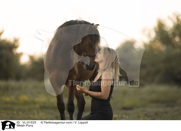 Welshpony / Welsh Pony / VL-01525